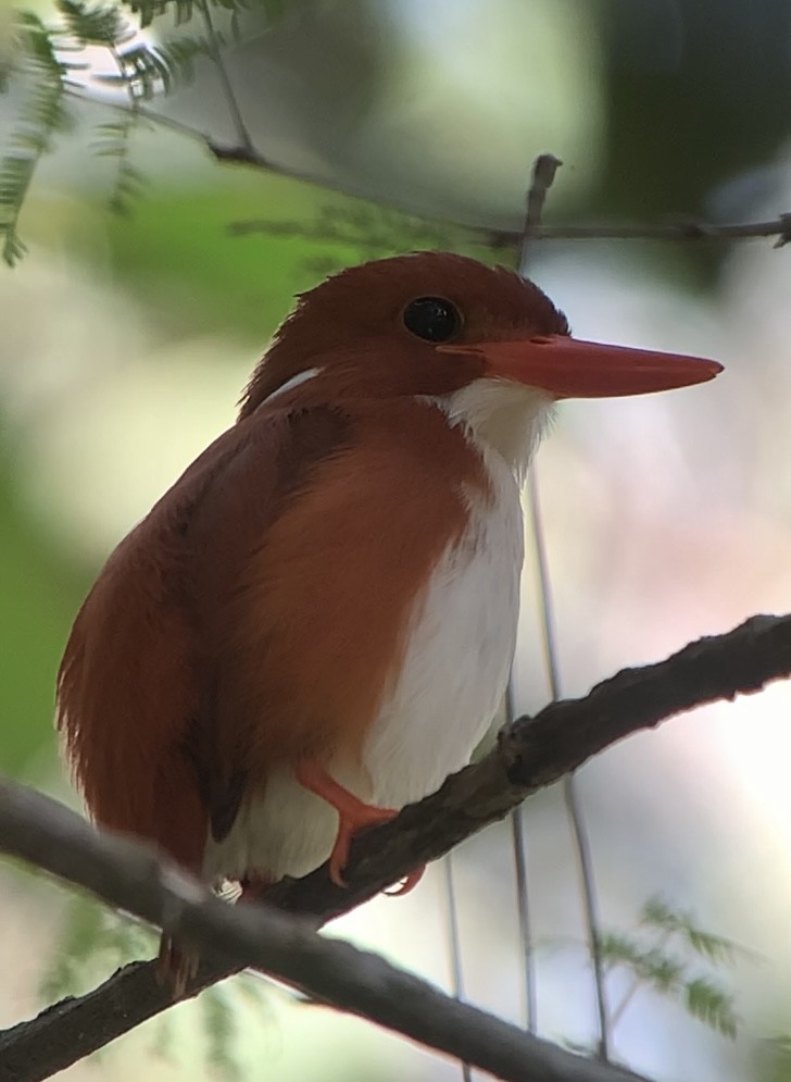 Madagascar Pygmy Kingfisher - ML613700560