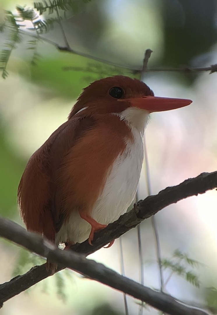 Madagascar Pygmy Kingfisher - ML613700628