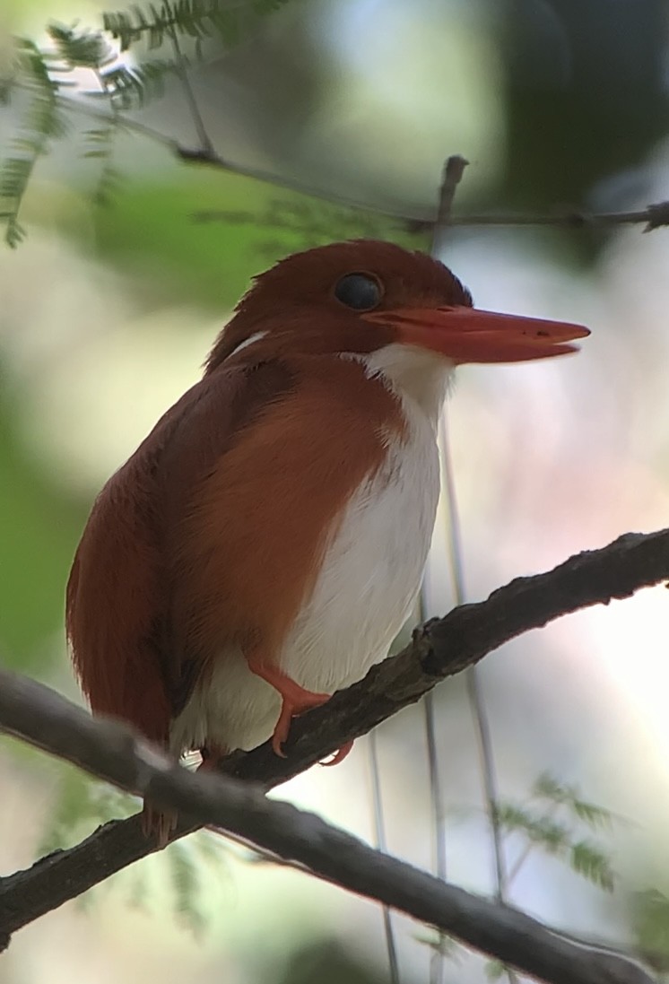 Madagascar Pygmy Kingfisher - ML613700671