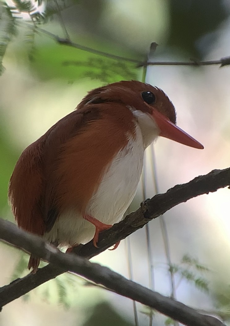 Madagascar Pygmy Kingfisher - Michele Burnat