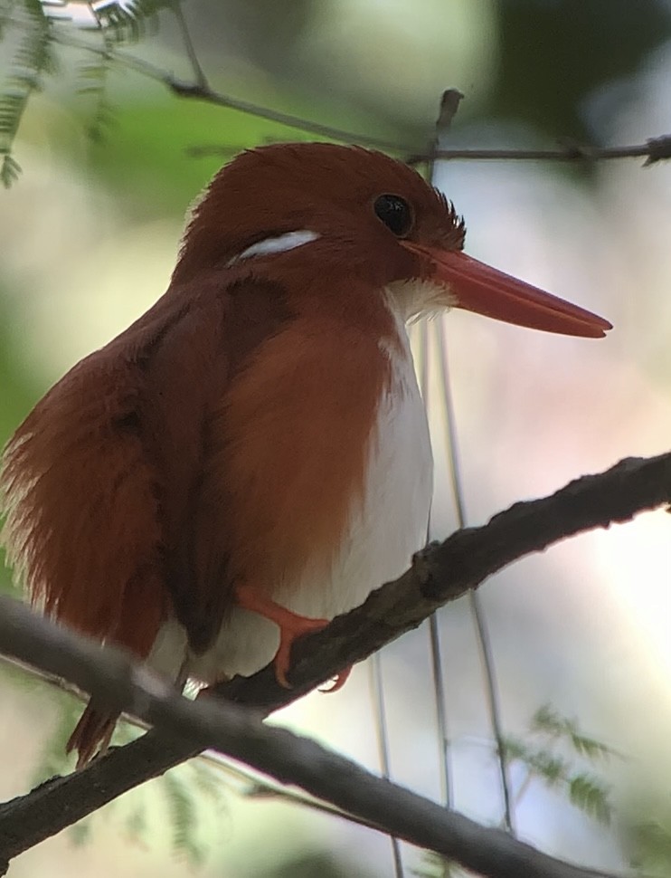 Madagascar Pygmy Kingfisher - ML613700744