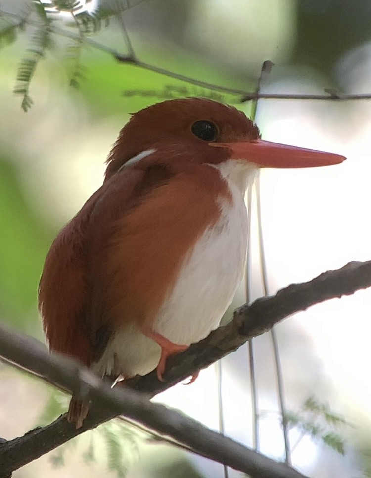 Madagascar Pygmy Kingfisher - ML613700797