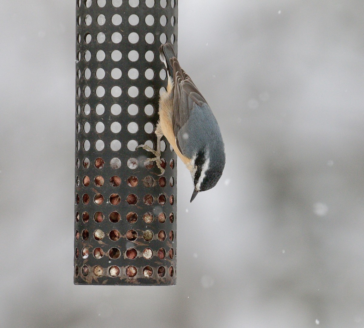 Red-breasted Nuthatch - ML613700801