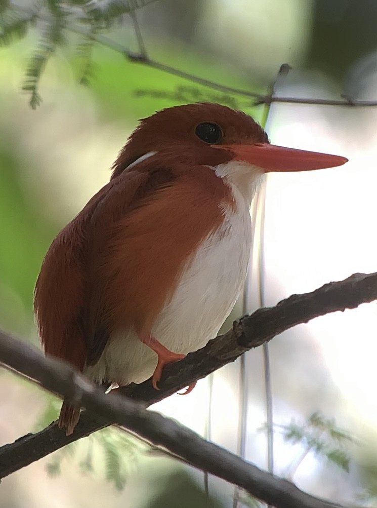 Madagascar Pygmy Kingfisher - ML613701066