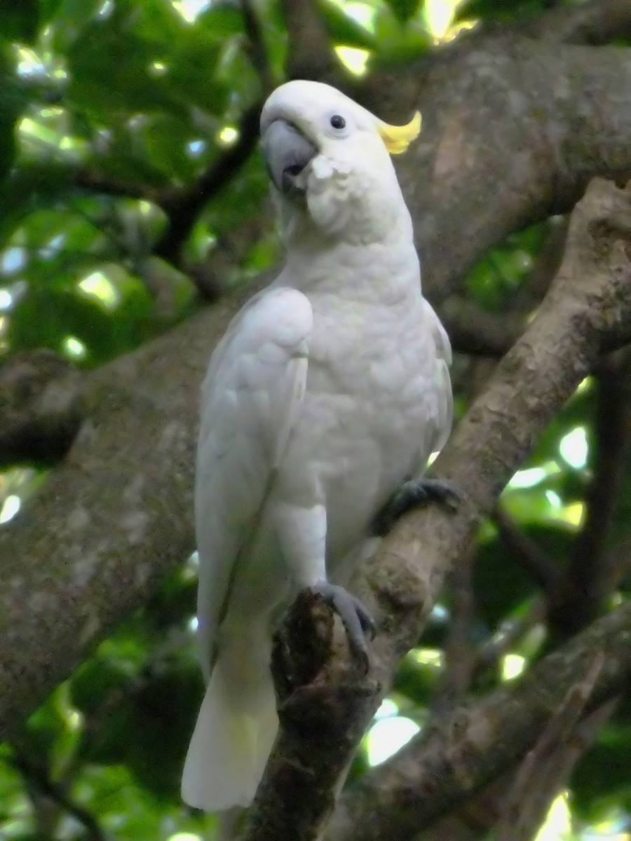 Yellow-crested Cockatoo - Charles Lam