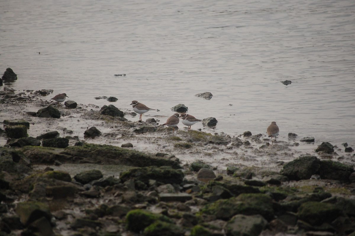 Semipalmated Plover - ML613701118