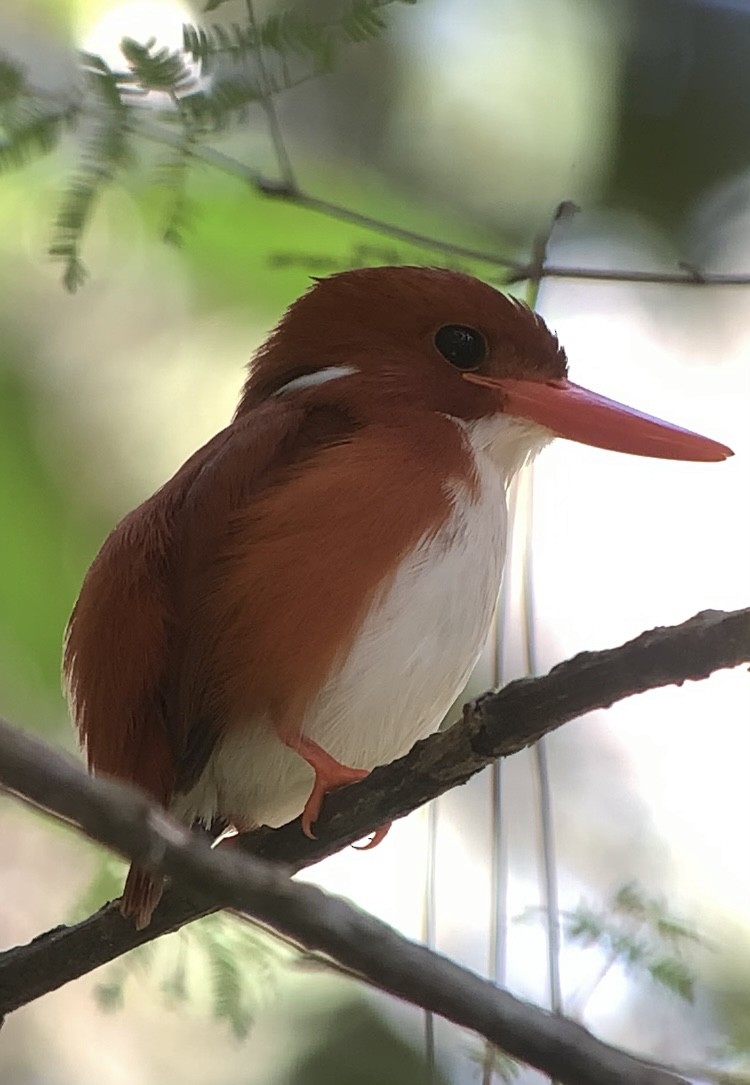 Madagascar Pygmy Kingfisher - ML613701122