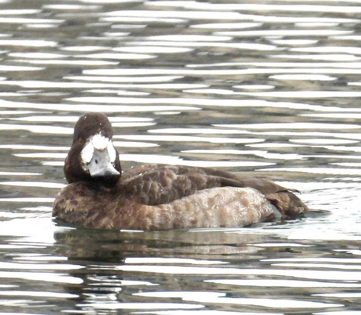 Greater Scaup - ML613701253