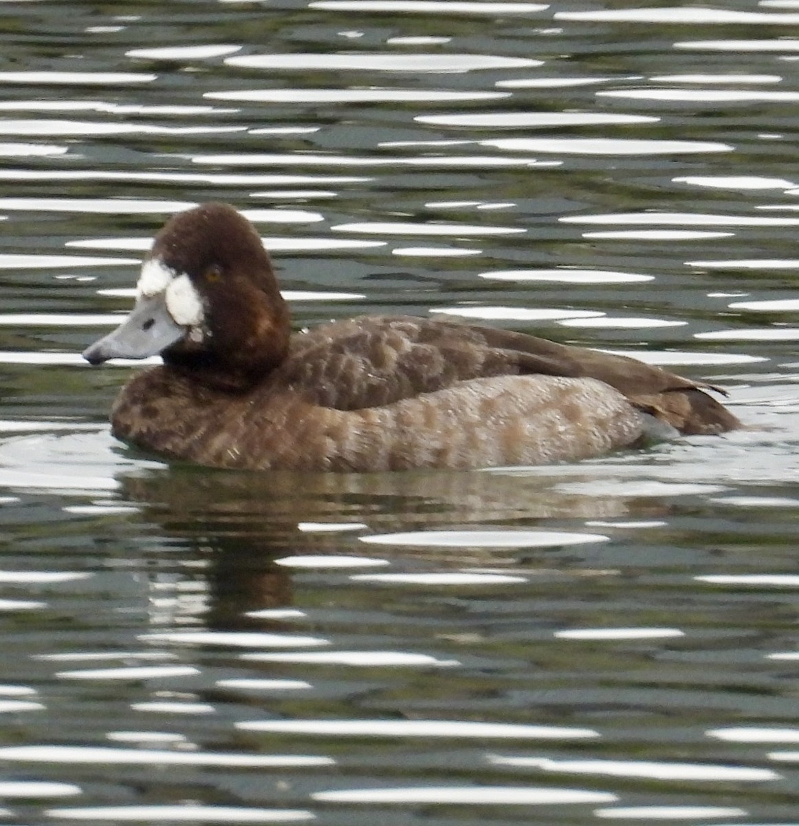 Greater Scaup - ML613701254