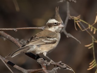 Самка/молодая птица - Carlos Maure - ML613701256
