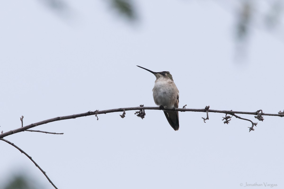 Black-chinned Hummingbird - Jonathan Vargas