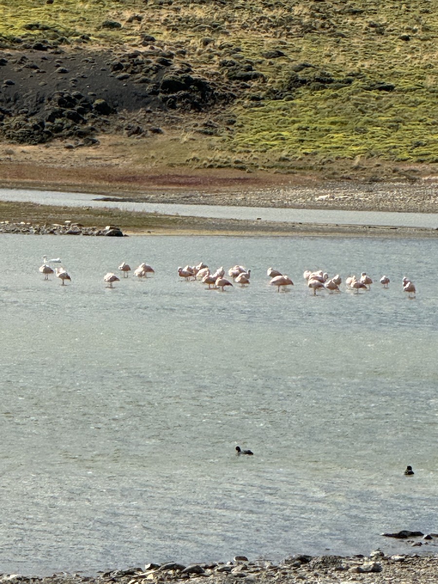 Chilean Flamingo - ML613701508