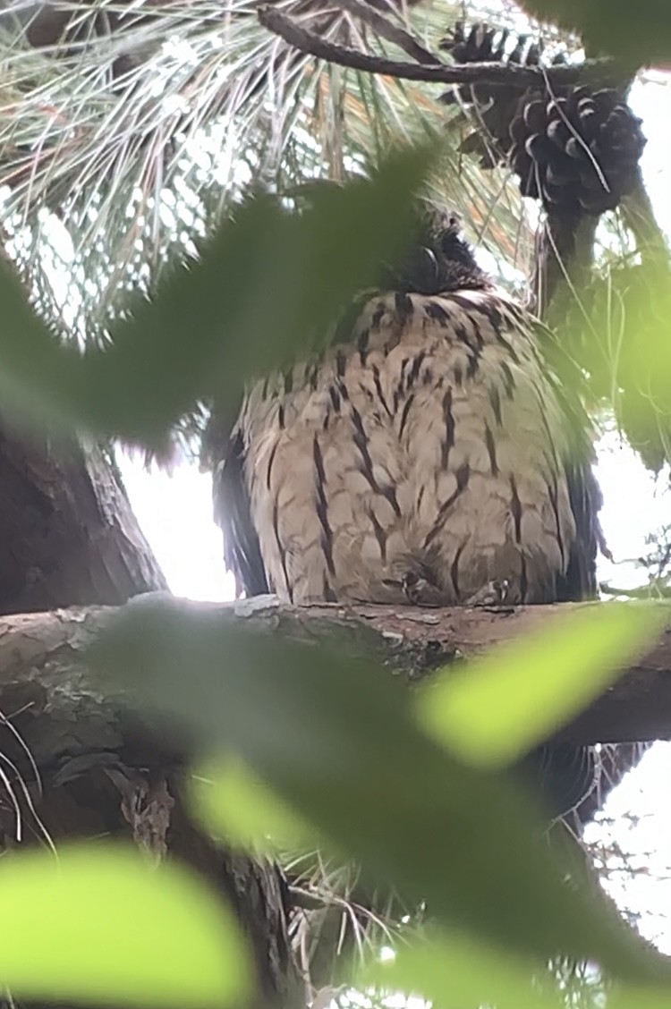 Madagascar Owl - ML613701648