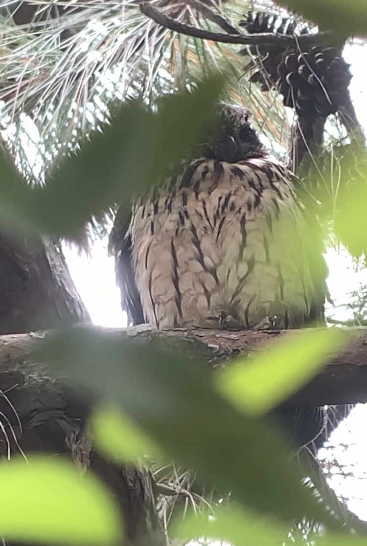 Madagascar Owl - ML613701694