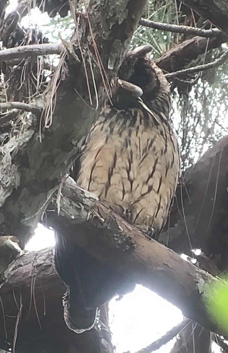 Madagascar Owl - ML613701730