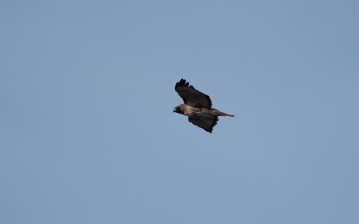 Red-tailed Hawk (abieticola) - ML613701762