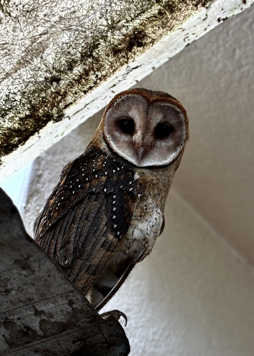 Barn Owl (Galapagos) - ML613701839