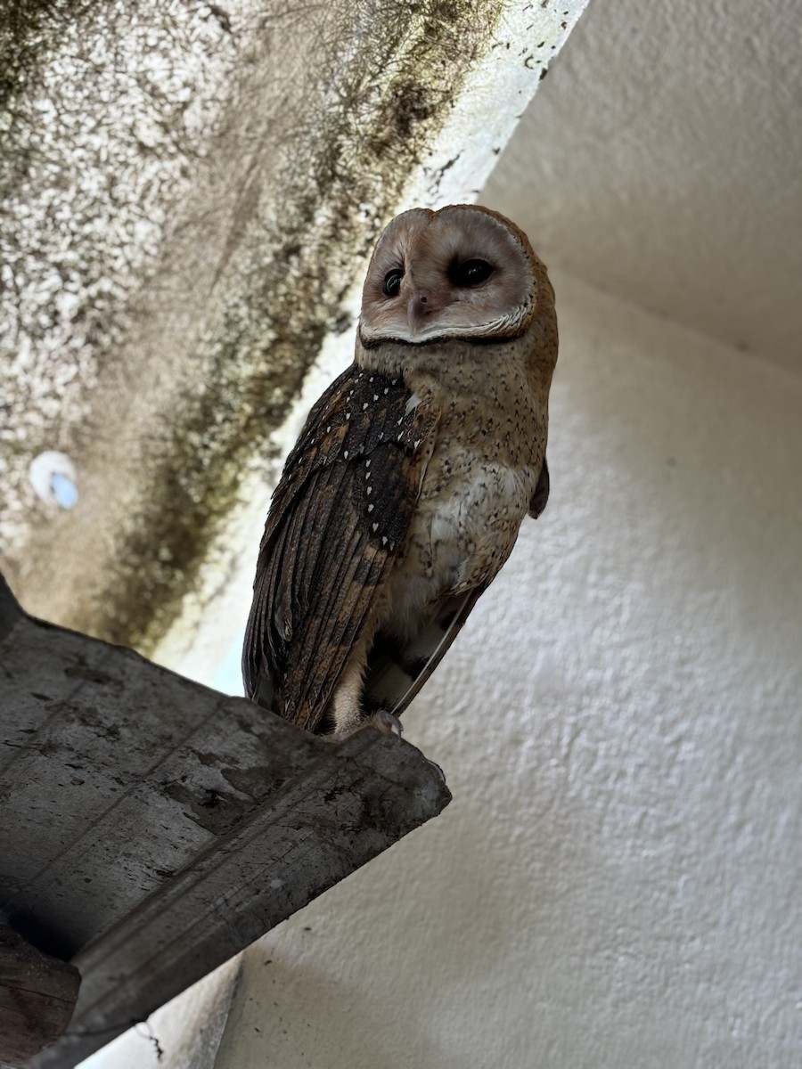 Barn Owl (Galapagos) - ML613701840