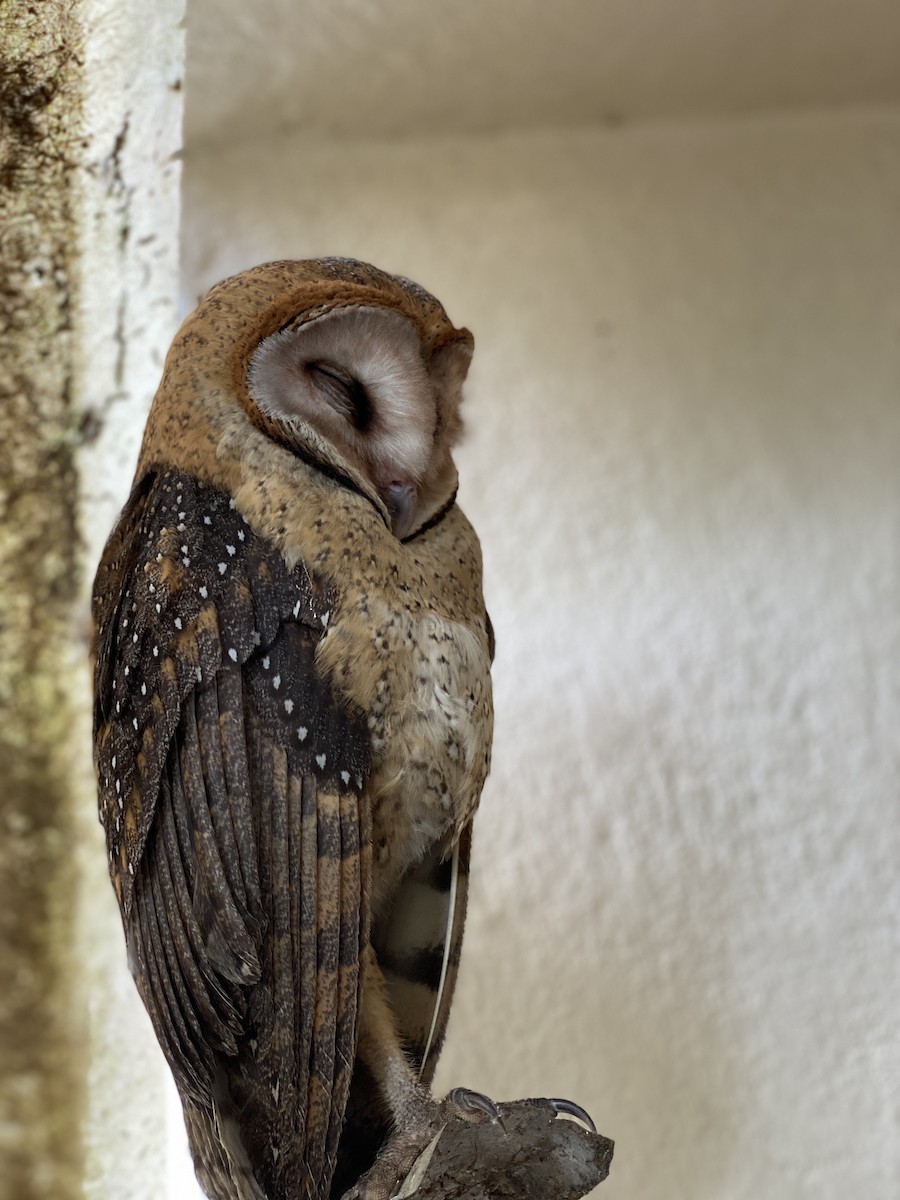 Barn Owl (Galapagos) - ML613701841