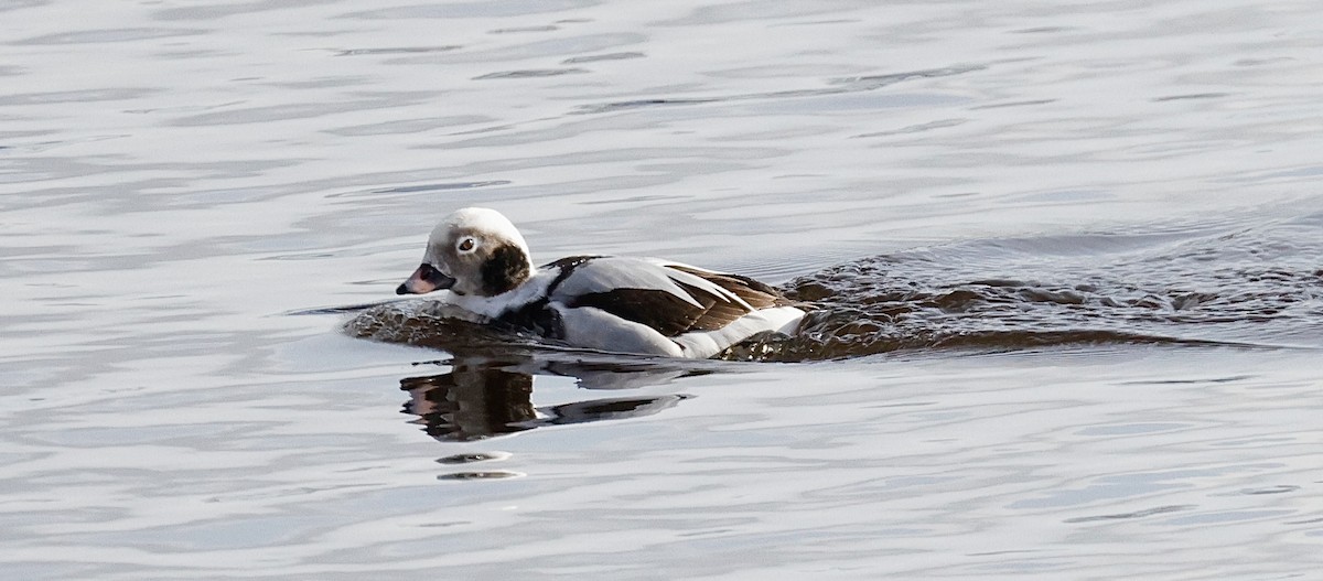 ebird-checklist-18-jan-2024-duluth-canal-park-6-species