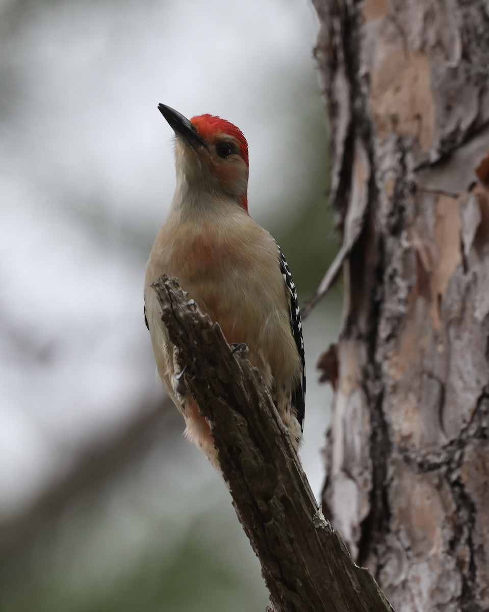 Red-bellied Woodpecker - ML613702539