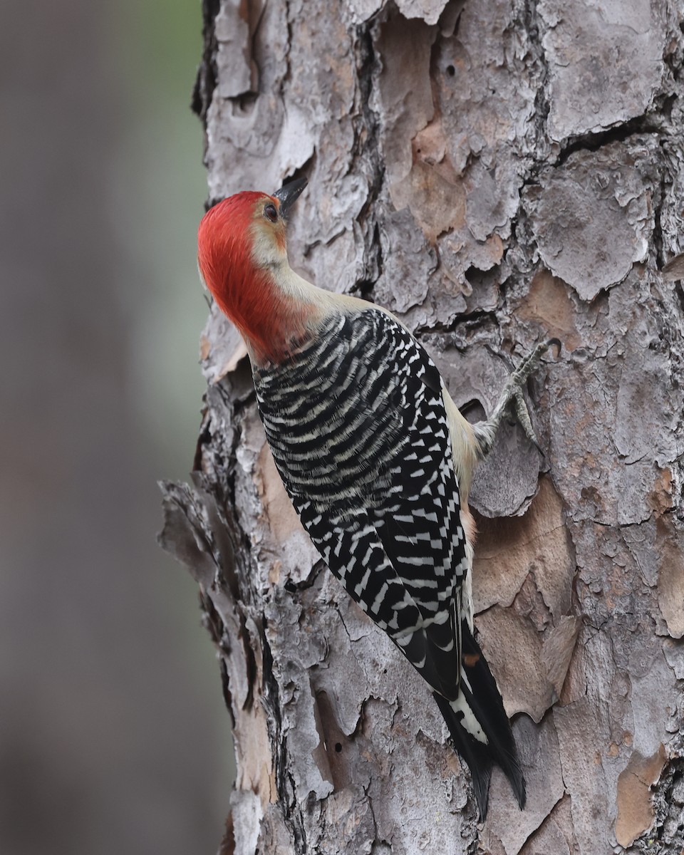 Red-bellied Woodpecker - ML613702540