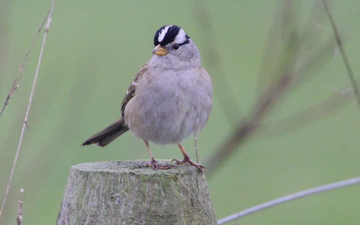 White-crowned Sparrow - ML613702579