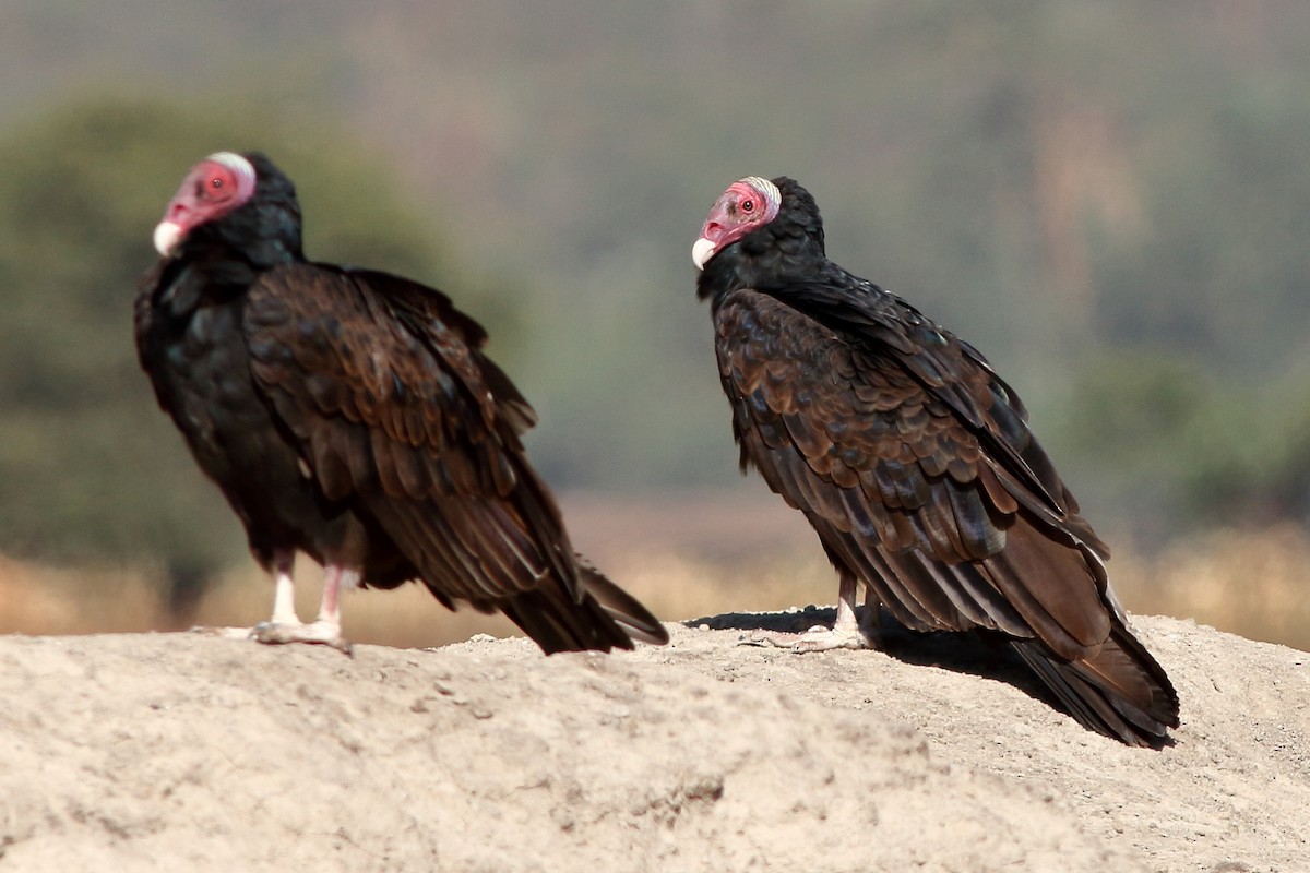 Turkey Vulture - ML61370261