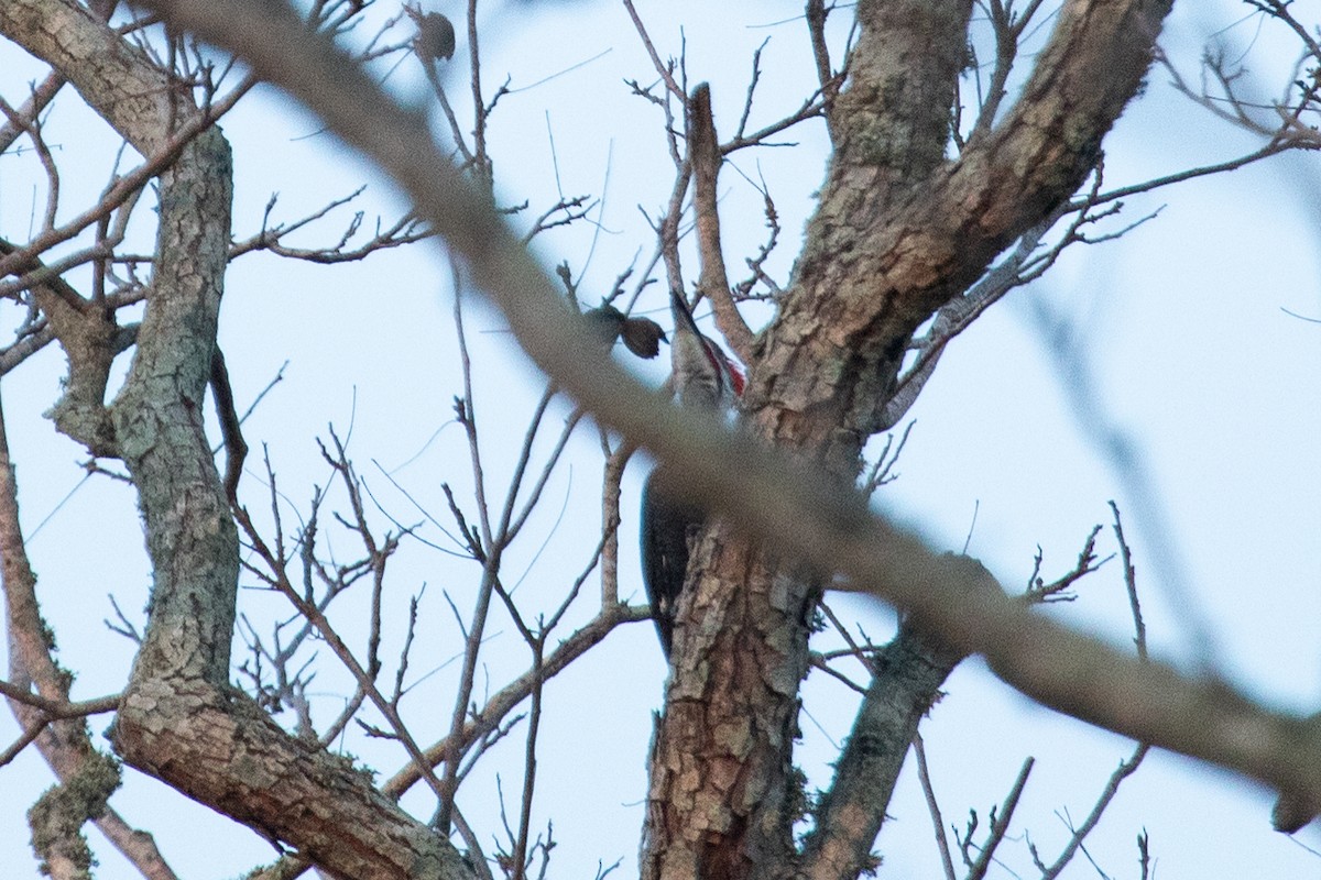 Pileated Woodpecker - ML613702648