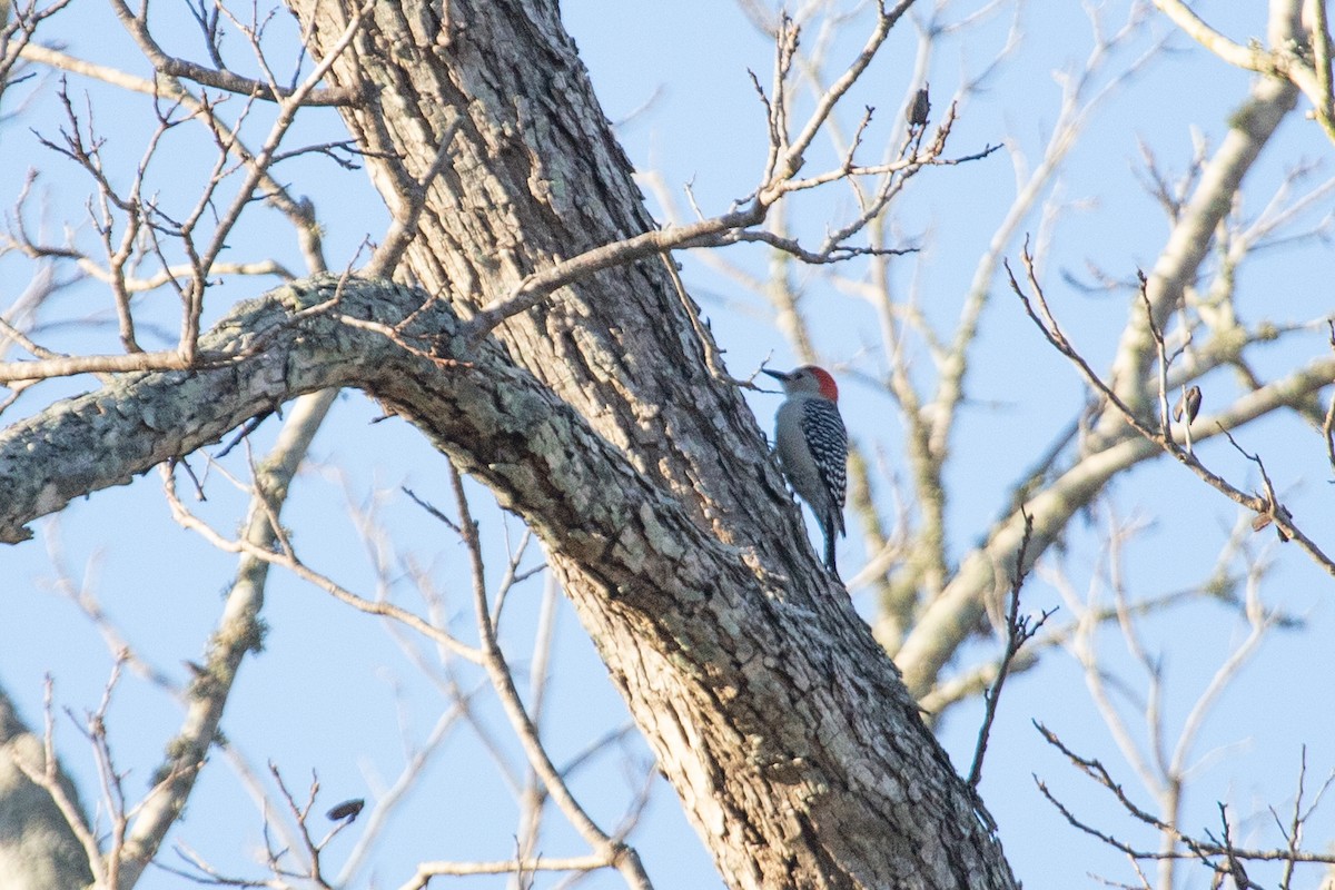 Red-bellied Woodpecker - ML613702666