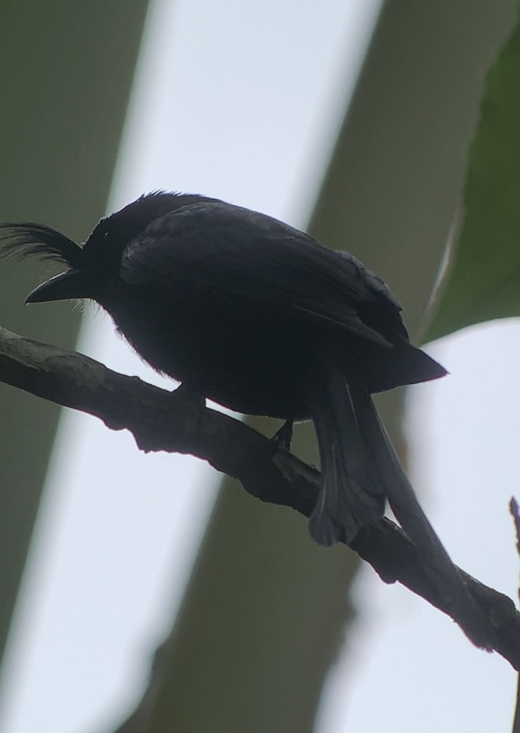 Crested Drongo - ML613702728