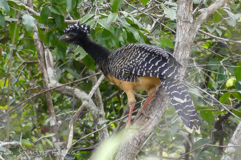Bare-faced Curassow (Bare-faced) - ML613702759