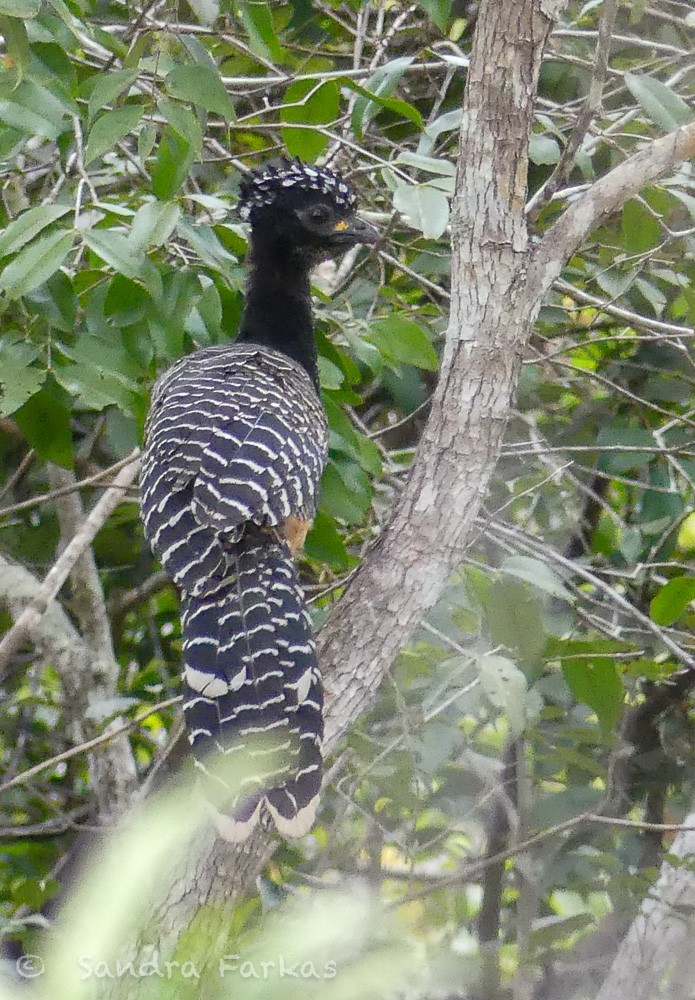 Bare-faced Curassow (Bare-faced) - ML613702760
