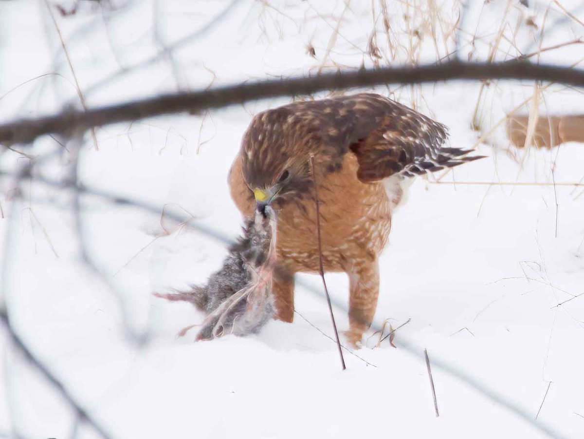 EBird Checklist 18 Jan 2024 Bluemont Park 3 Species   1200