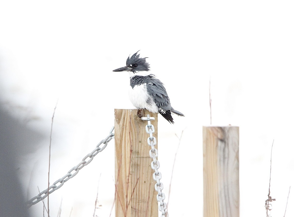 Belted Kingfisher - ML613702997
