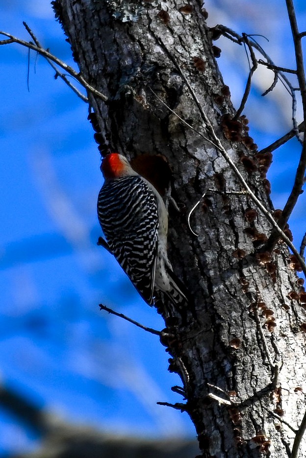 Red-bellied Woodpecker - ML613703044