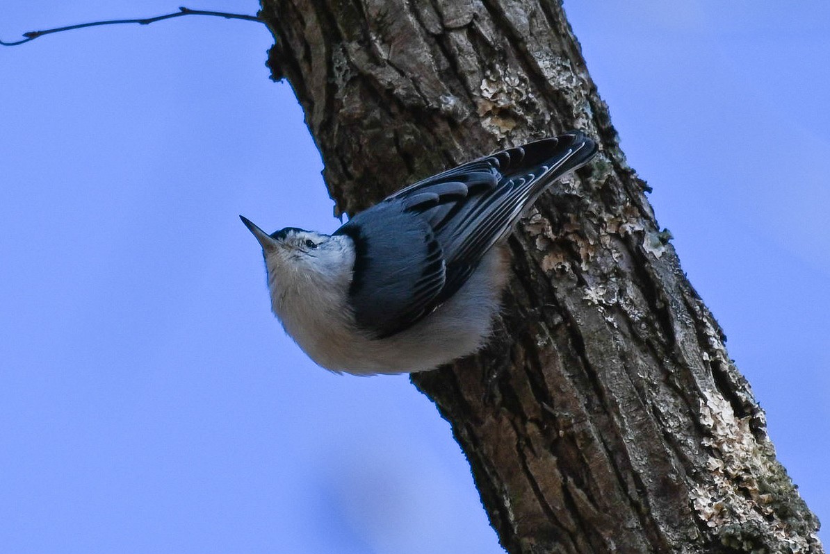 White-breasted Nuthatch - ML613703058