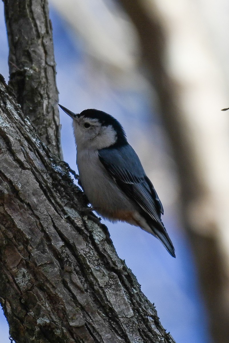 White-breasted Nuthatch - ML613703059