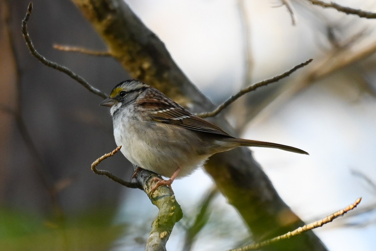 White-throated Sparrow - ML613703091