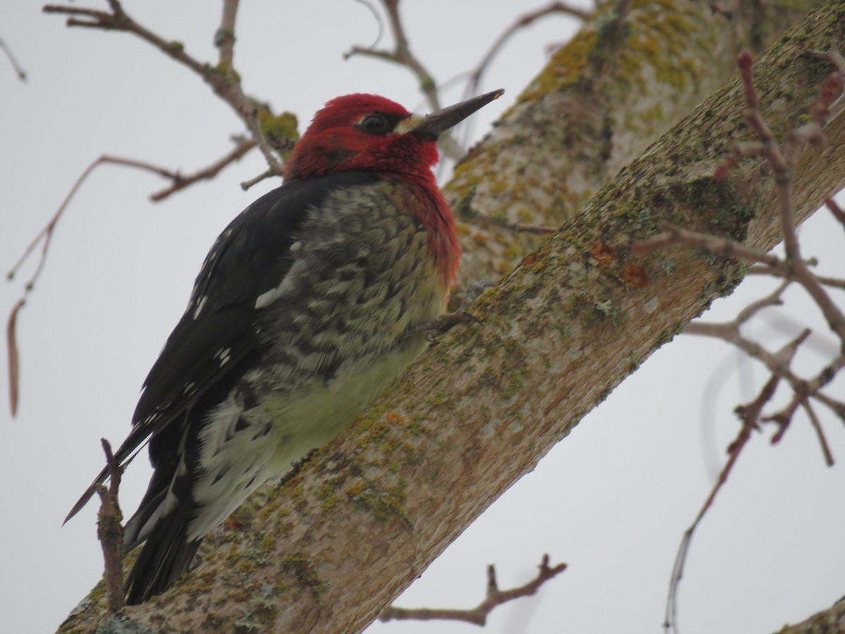 Red-breasted Sapsucker - ML613703244