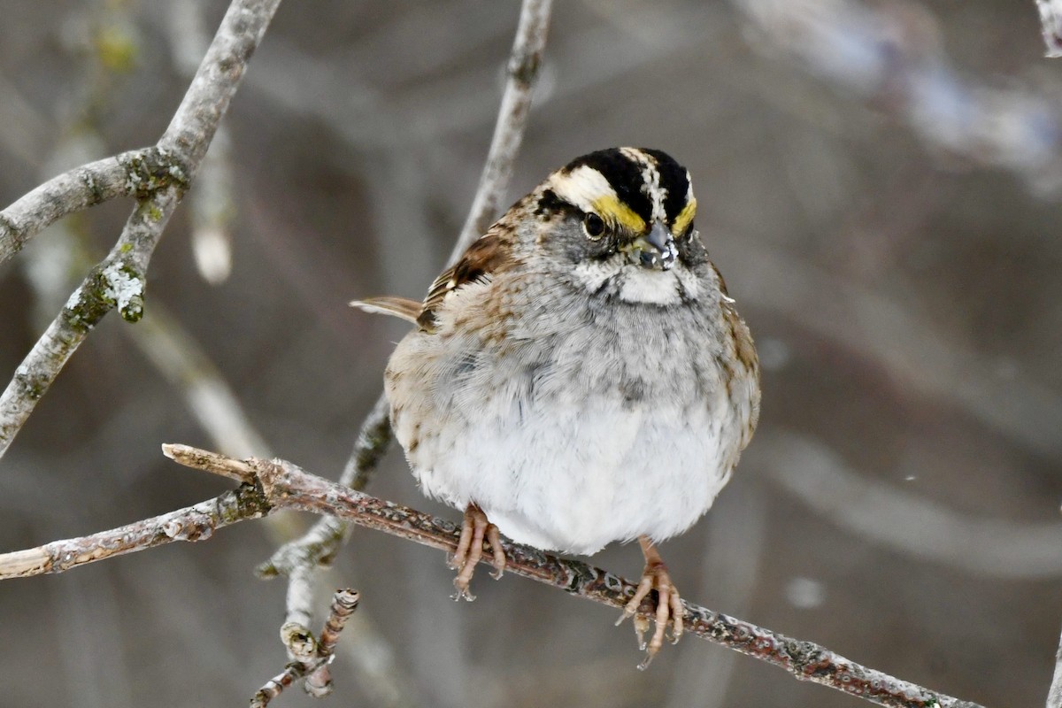 White-throated Sparrow - ML613703766