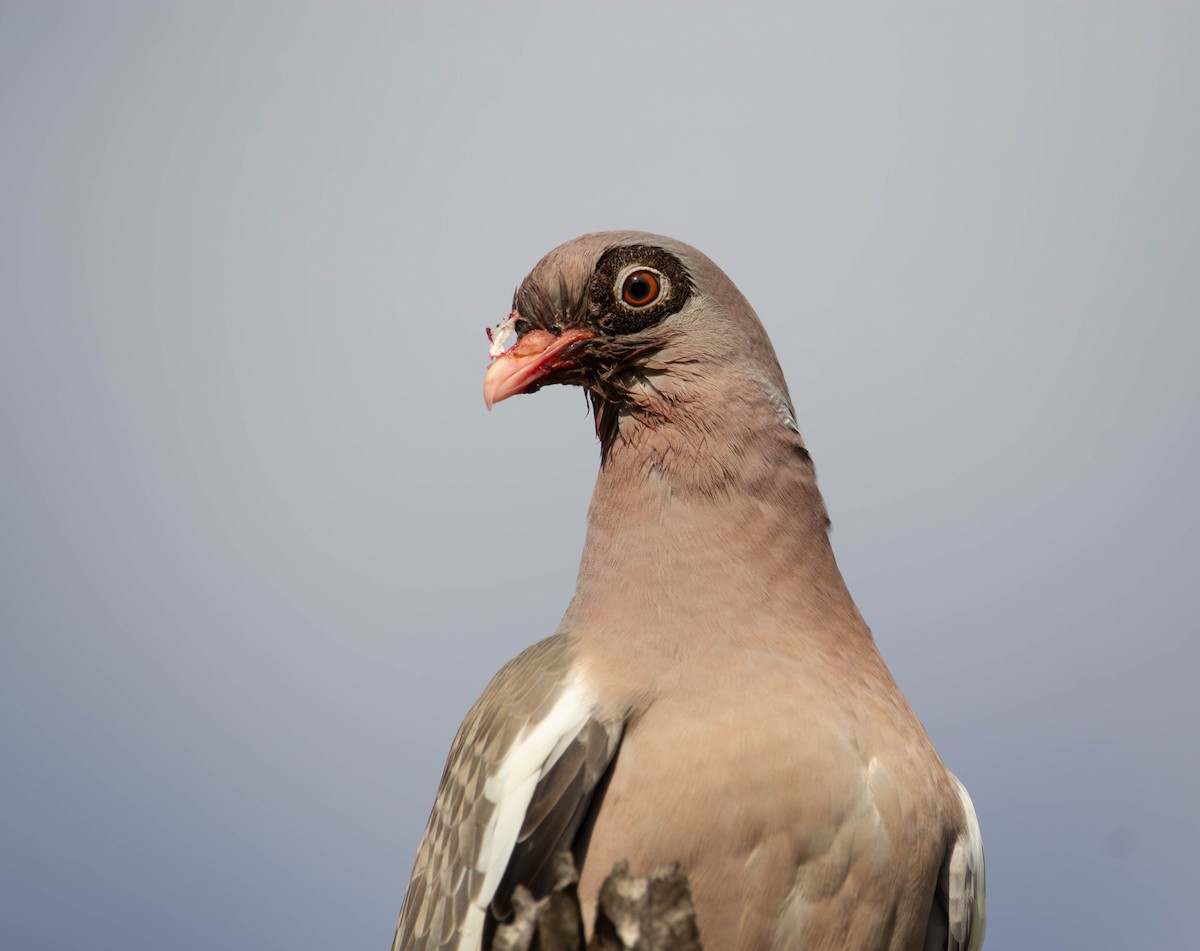 Bare-eyed Pigeon - ML613703830