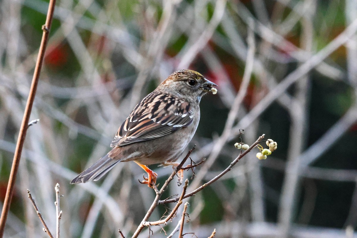 Golden-crowned Sparrow - ML613703839