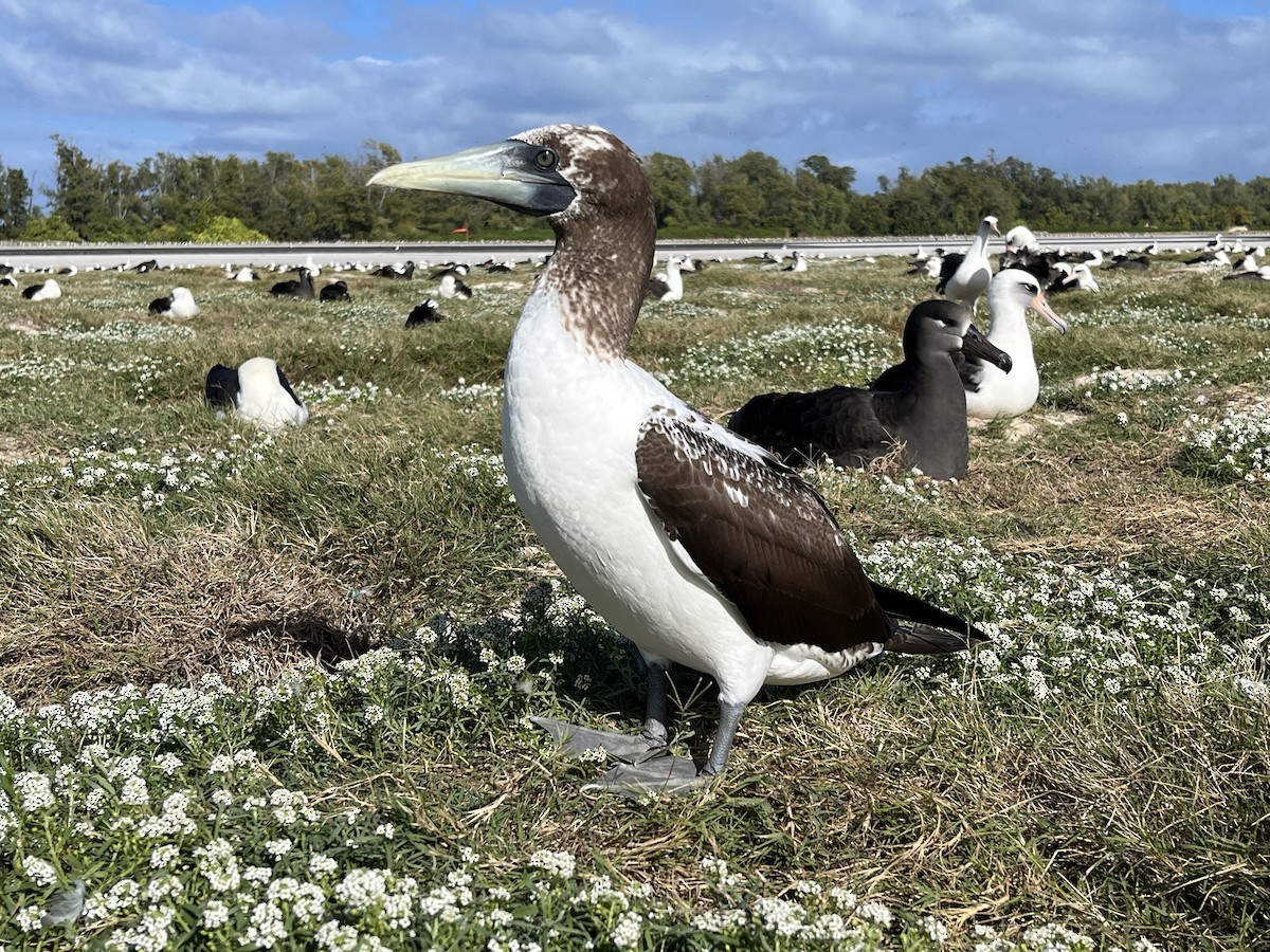 Masked Booby - ML613704004