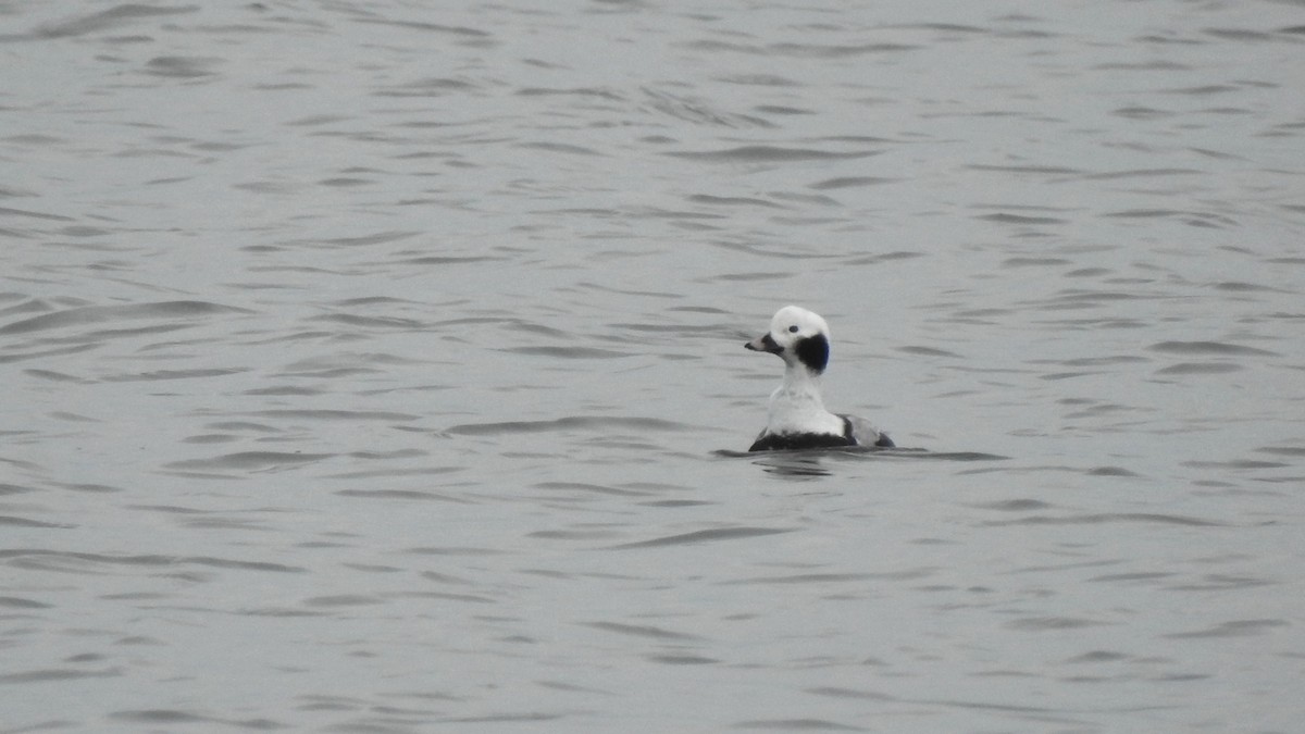 Long-tailed Duck - ML613704326