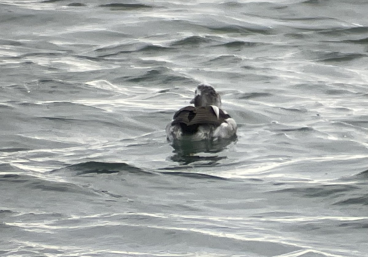 Long-tailed Duck - ML613704367