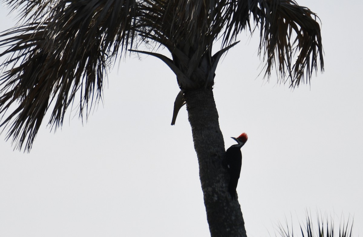 Pileated Woodpecker - ML613704488