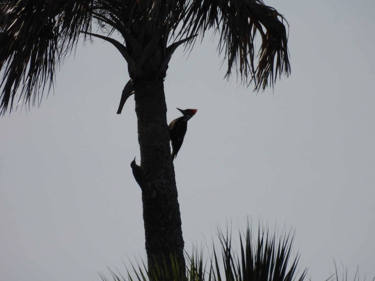 Pileated Woodpecker - Travis Philo