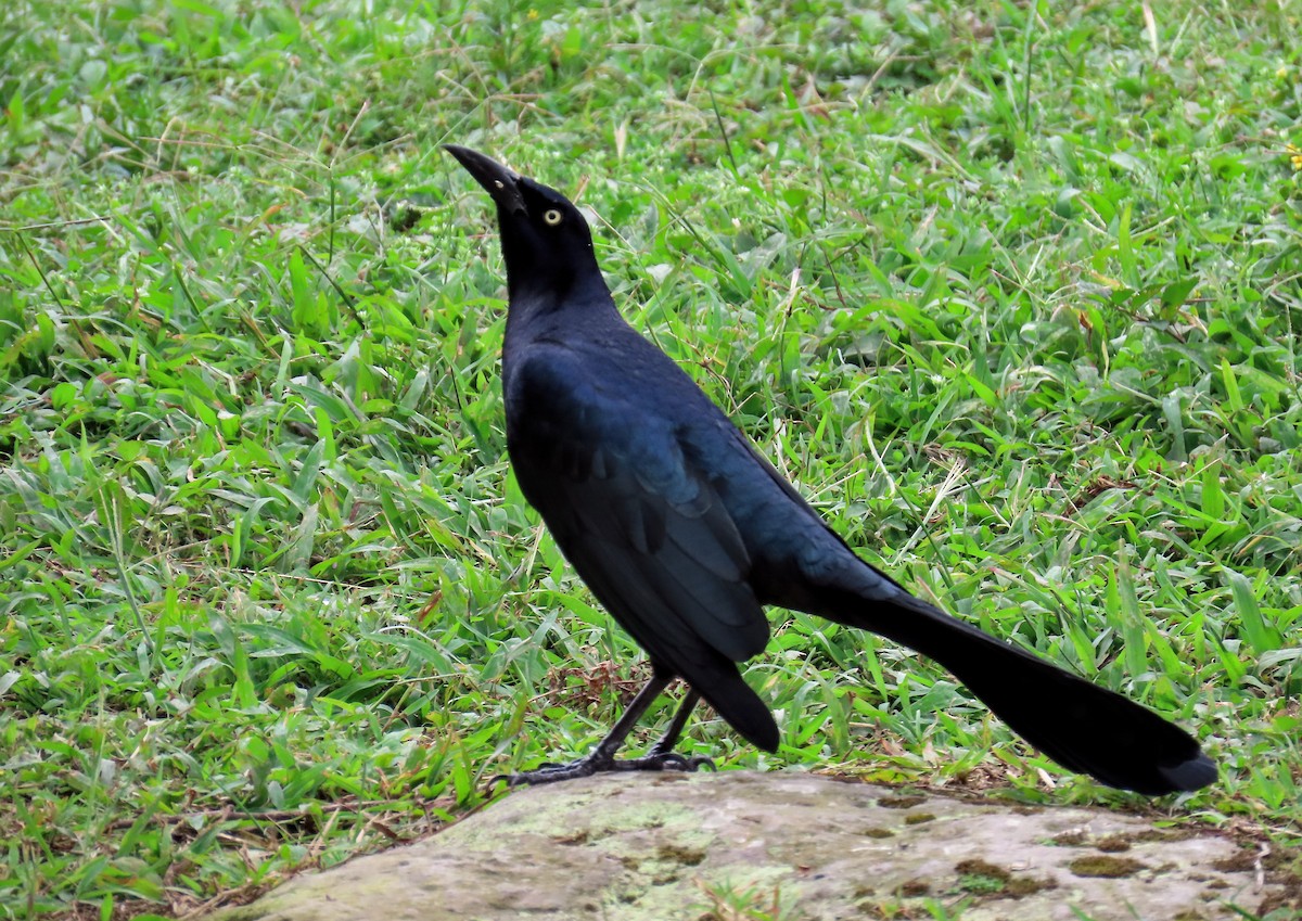 Great-tailed Grackle - ML613705191
