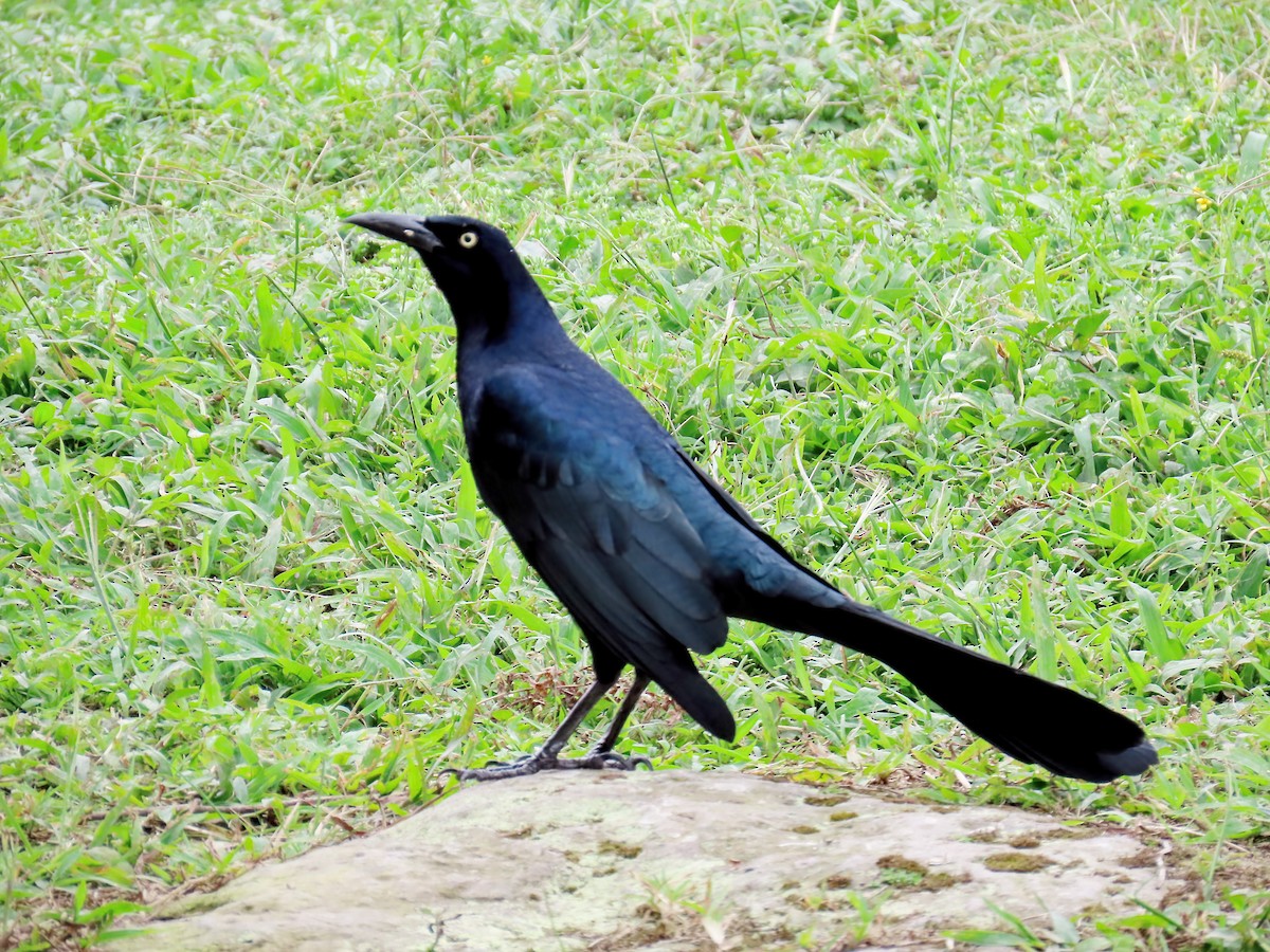 Great-tailed Grackle - ML613705192
